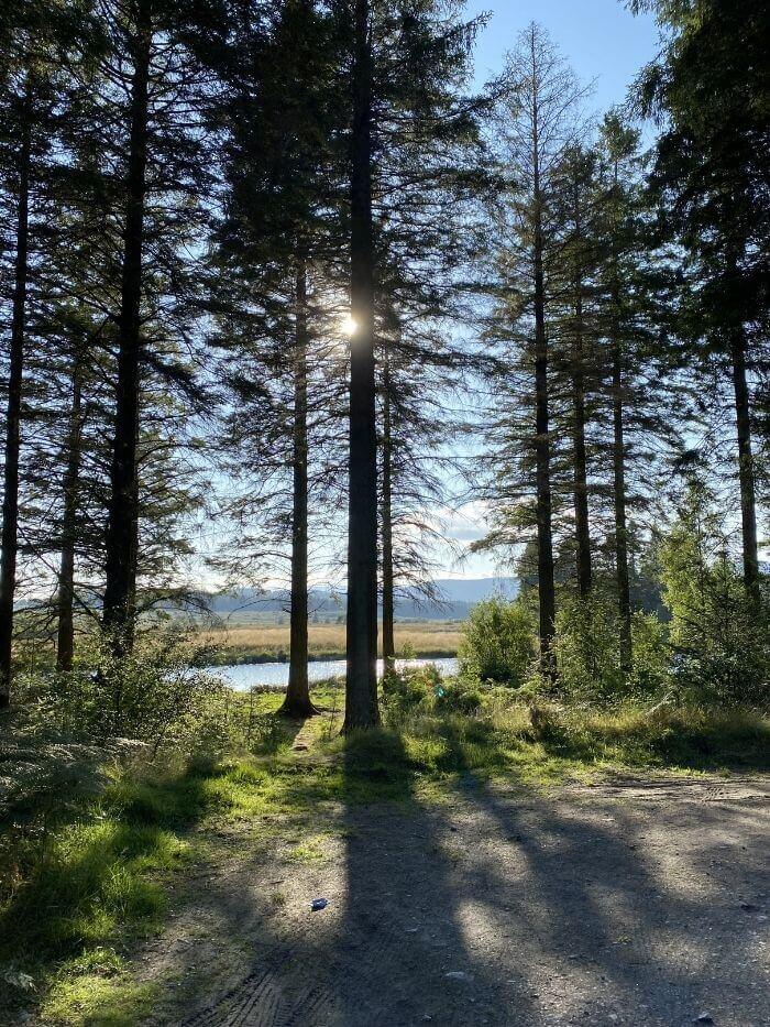 The sandy floor of the forest where it meets the loch. The sun, high in the sky, sparkles through the tall spiky pine trees.